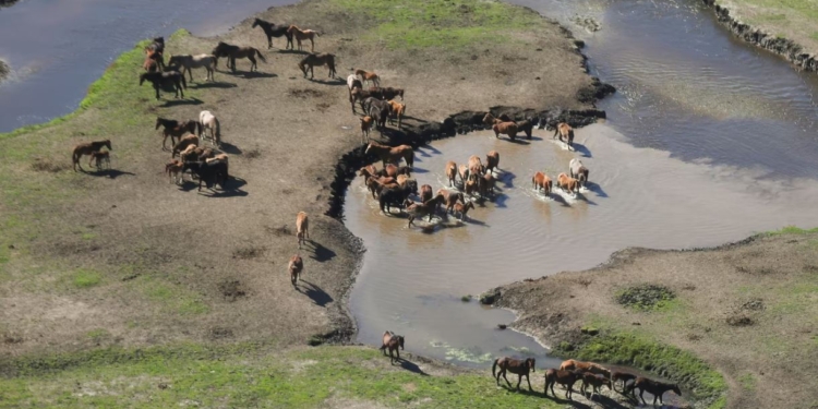 Вимушена жорстокість? В Австралії планують знищити 16 тис. диких коней