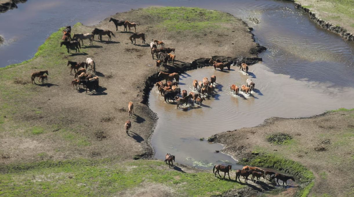 Вимушена жорстокість? В Австралії планують знищити 16 тис. диких коней