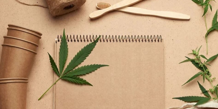 Коноплі в промислових масштабах вирощуватимуть на Рівненщині