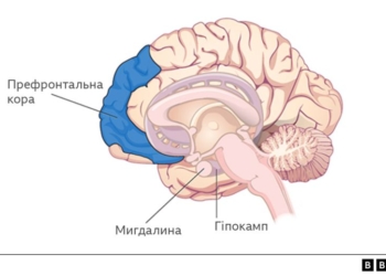 Не могла пригадати ім’я собаки, забула цифри. Що війна робить з нашою пам’яттю, як врятувати мозок