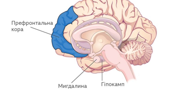 Не могла пригадати ім’я собаки, забула цифри. Що війна робить з нашою пам’яттю, як врятувати мозок