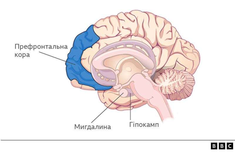 Не могла пригадати ім'я собаки, забула цифри. Що війна робить з нашою пам’яттю, як врятувати мозок 2