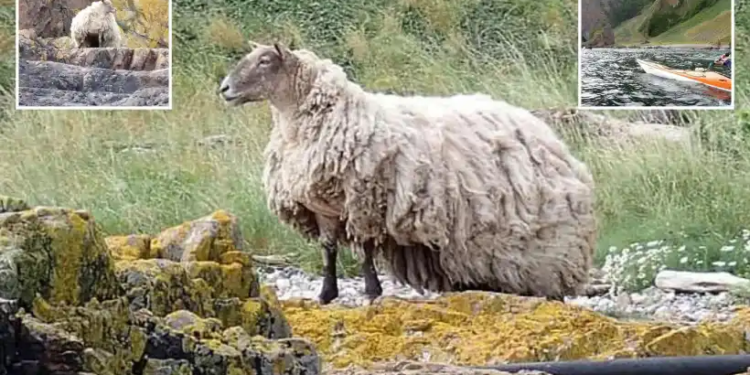 Сто років самотності. В Шотландії на скелі застрягла вівця – вона вже не витримує ваги власної шерсті (ФОТО)