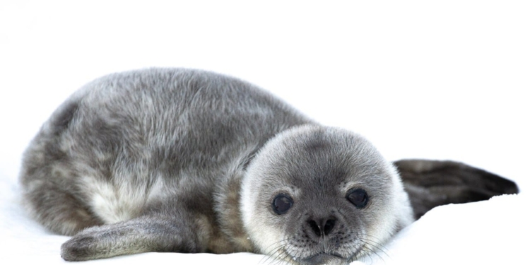 Українські полярники порахували і показали новонароджених тюленят (ФОТО)