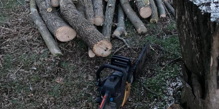 Знов у Баштанському районі: незаконною порубкою зеленоростучих ясенів чоловік наніс шкоди на майже 100 тис.грн. (ФОТО)