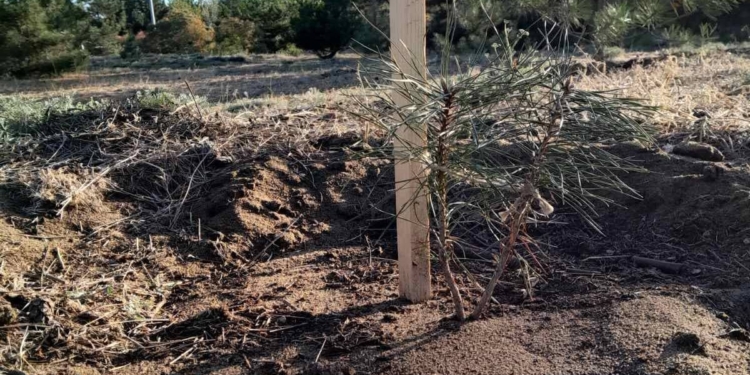 В миколаївському парку «Ліски» висадили саджанці сосни, які подарував польський парк (ФОТО)
