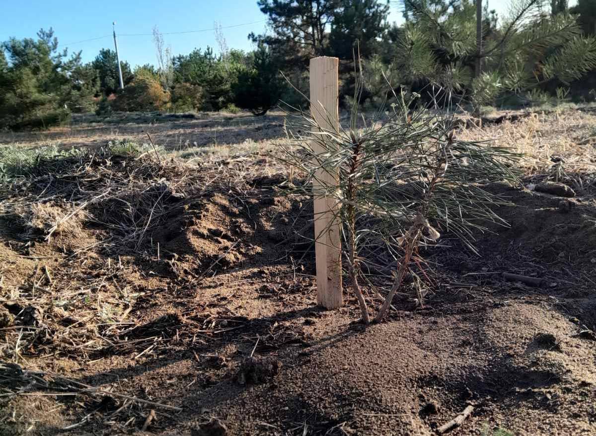 В миколаївському парку «Ліски» висадили саджанці сосни, які подарував польський парк (ФОТО)