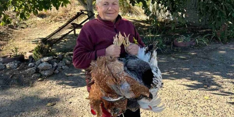 Не тільки корівки, але й курочки: 50 сімей з трьох громад Миколаївщини отримали допомогу в рамках програми Livelihoods (ФОТО)