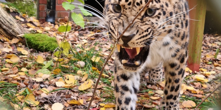 Миколаївський зоопарк передав шведському зоопарку далекосхідного леопарда