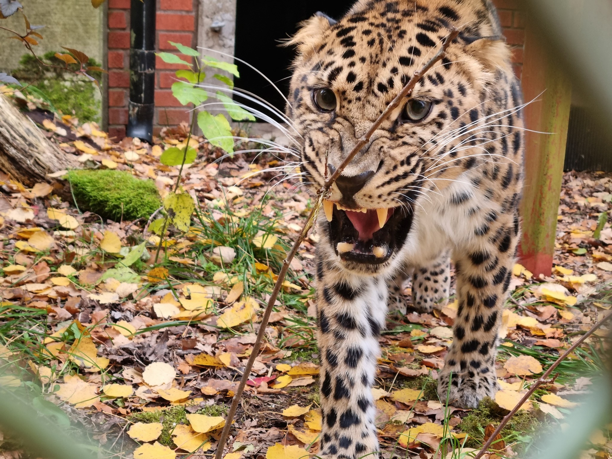 Миколаївський зоопарк передав шведському зоопарку далекосхідного леопарда
