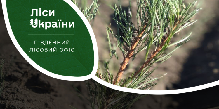 Майбутні ліси Миколаївщини: вже нібито висаджено 3 мільйони дерев