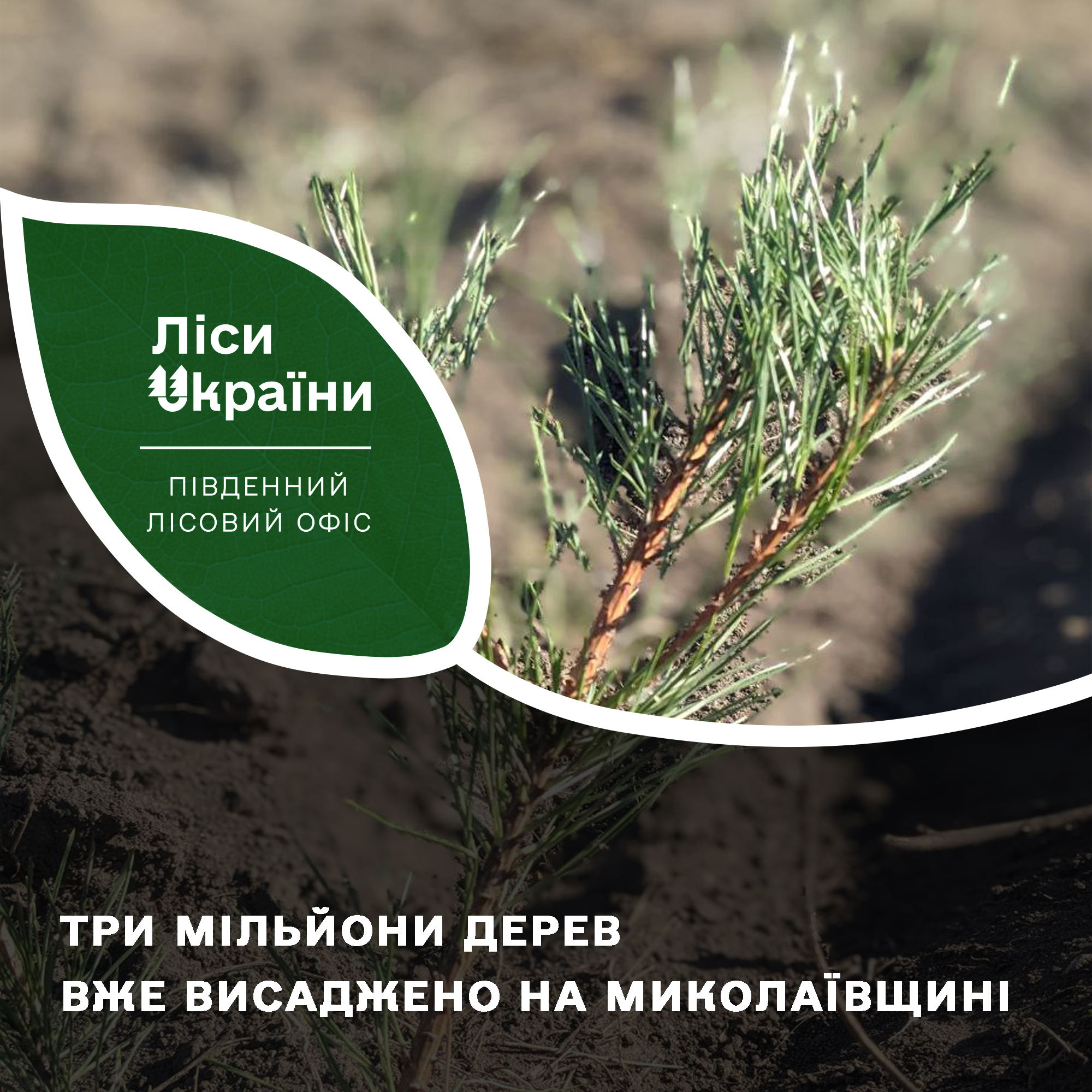 Майбутні ліси Миколаївщини: вже нібито висаджено 3 мільйони дерев