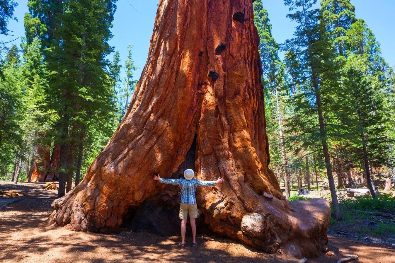 В Іспанії заборонили туристам обіймати дерева у секвойному лісі