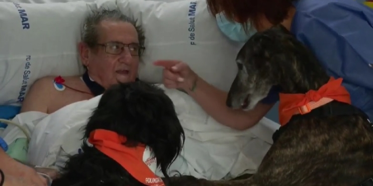 Допомагають реабілітації та покращують емоційний стан: у відділення інтенсивної терапії однієї з лікарень Барселони допустили… собак (ВІДЕО)