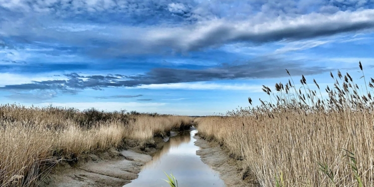 Країни Євросоюзу хочуть зобов’язати відновити 90% пошкоджених екосистем до 2050 року