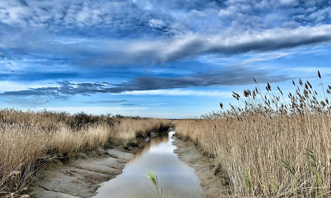 Країни Євросоюзу хочуть зобов’язати відновити 90% пошкоджених екосистем до 2050 року