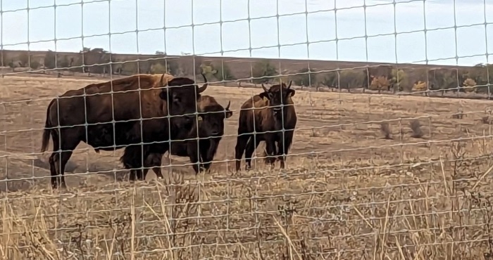 Все вдалось: в заповідник «Єланецький степ» на Миколаївщині приїхали два нових бізони (ФОТО)