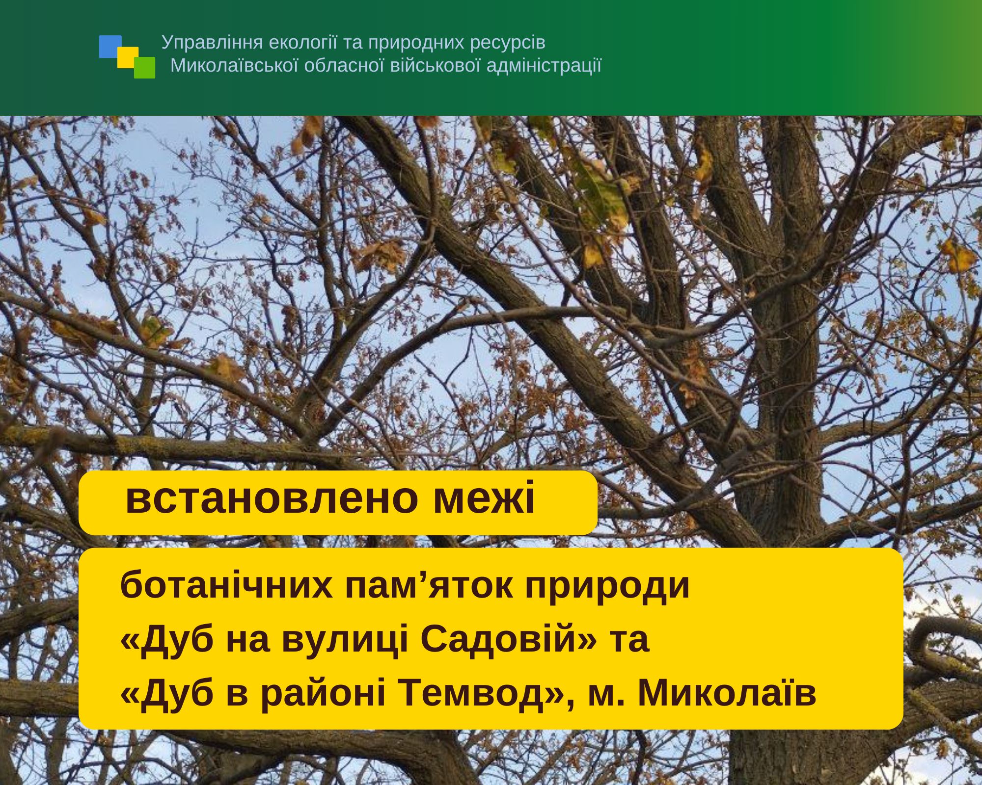 Ще для двох дубів у Миколаєві встановлено межі ботанічних пам’яток