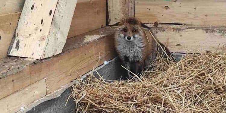 В Україні створять мережу центрів реабілітації та порятунку диких тварин: маленьких “пацієнтів” вже приймає національний парк «Черемоський»