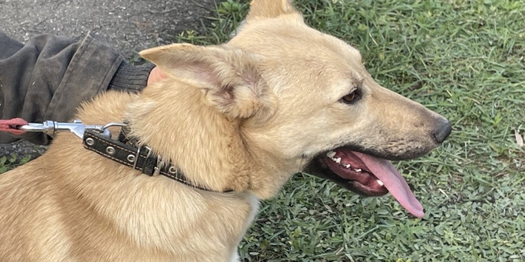 У Миколаєві з початку року прилаштували 436 безпритульних тварин. Цієї неділі – чергова виставка-прилаштування