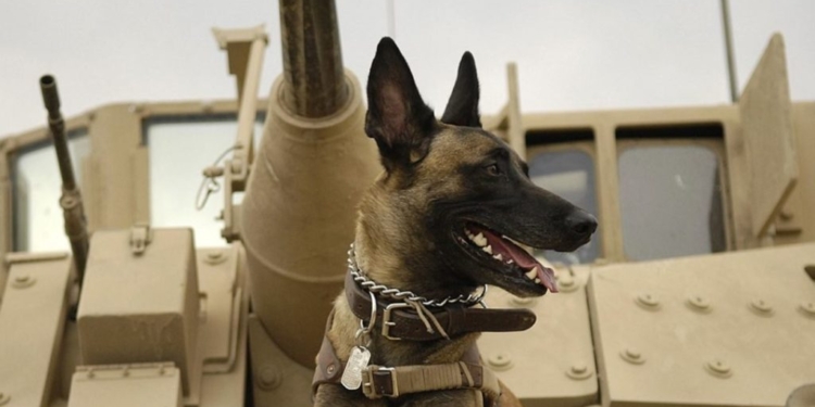 Ще 9 собак-саперів, які пройшли підготовку в Європі, передадуть Україні