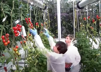 Вирощування томатів догори дригом – нова мода в овочівництві (ФОТО, ВІДЕО)