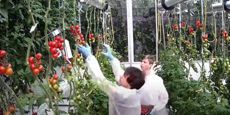 Вирощування томатів догори дригом – нова мода в овочівництві (ФОТО, ВІДЕО)