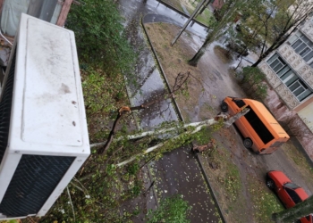У Миколаєві через негоду впало 10 дерев (ФОТО)