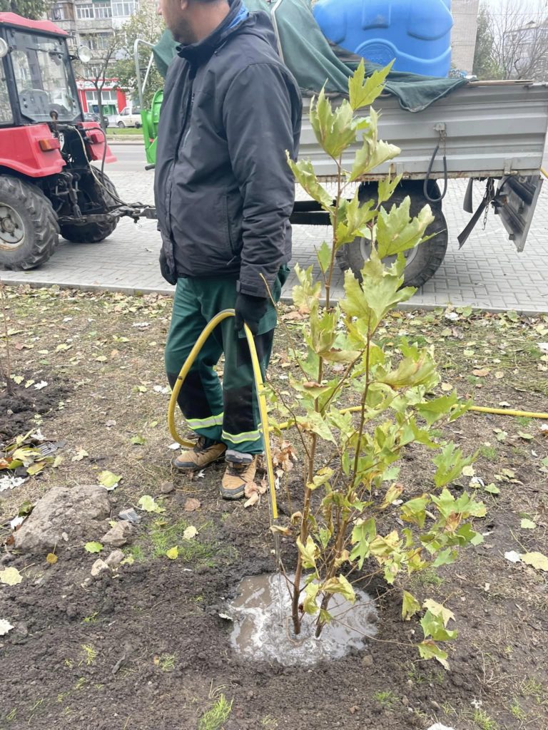 У Миколаєві на пр.Центральному висадили 50 саджанців дерев та кущів (ФОТО) 4