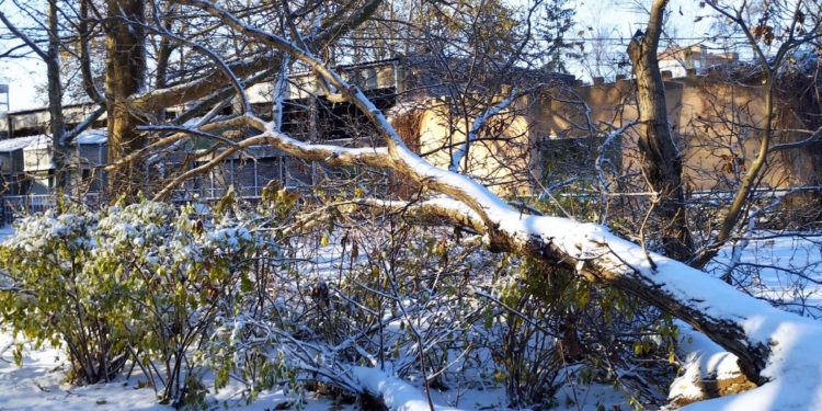 У Миколаївському зоопарку буревій повалив 10 дерев і обірвав електродроти (ФОТО)