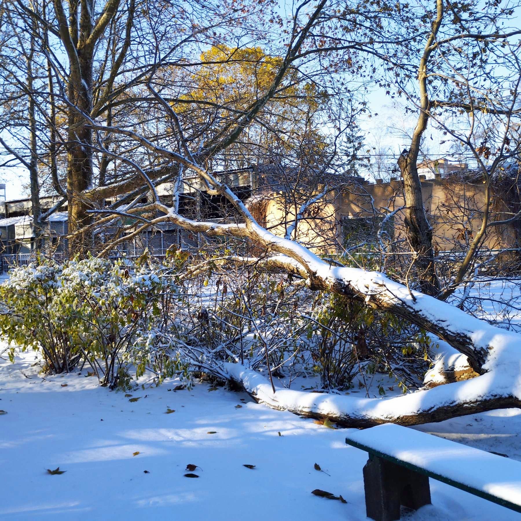 У Миколаївському зоопарку буревій повалив 10 дерев і обірвав електродроти (ФОТО)