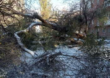 Негода повалила в Миколаєві 130 дерев – за сьогодні прибрали 45 (ФОТО)