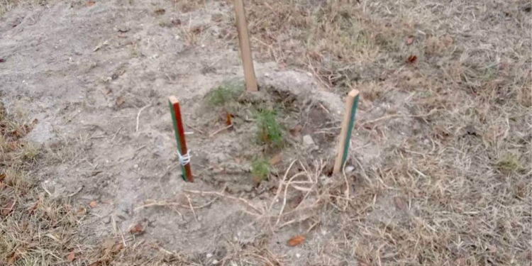 Недовго простояли: вкрадено саджанці сосни, які тиждень тому висадили в парку Перемоги в Миколаєві (ФОТО)