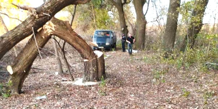 На Миколаївщині – чергова незаконна порубка дерев: мешканець Кривого Озера спиляв 17 дерев (ФОТО)