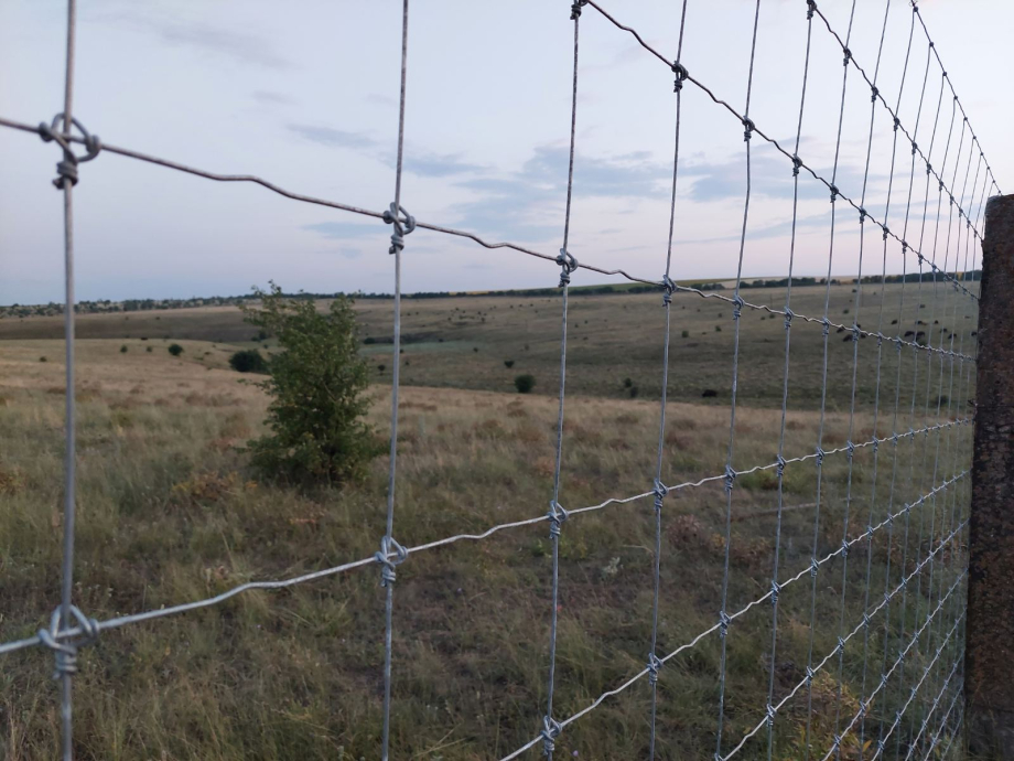 Все вдалось: в заповідник «Єланецький степ» на Миколаївщині приїхали два нових бізони (ФОТО) 6