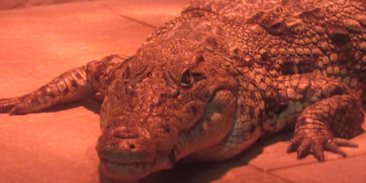 У Миколаївському зоопарку покращили «житлові умови» зубастого постояльця (ФОТО)