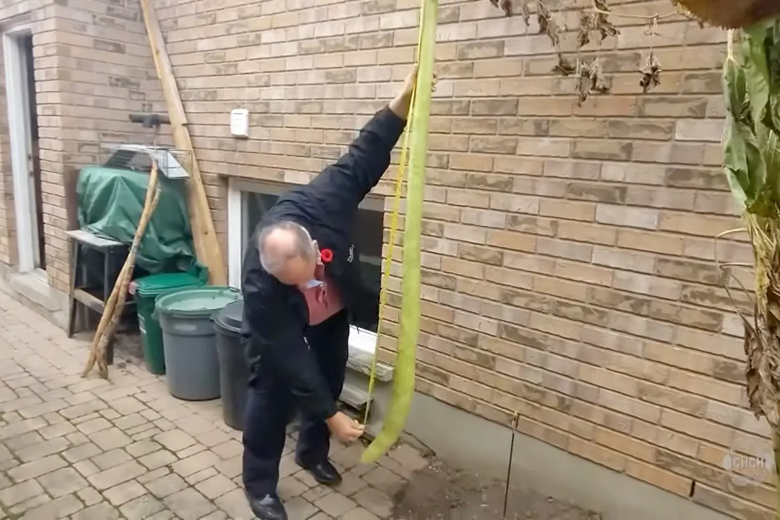 Канадієць виростив кабачок 2,5 м. Можливо, найдовший в світі (ФОТО)