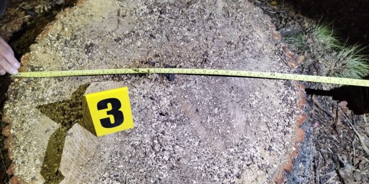 На Вознесенщині затримали пару “чорних лісорубів” – нарубали на мільйон (ФОТО)