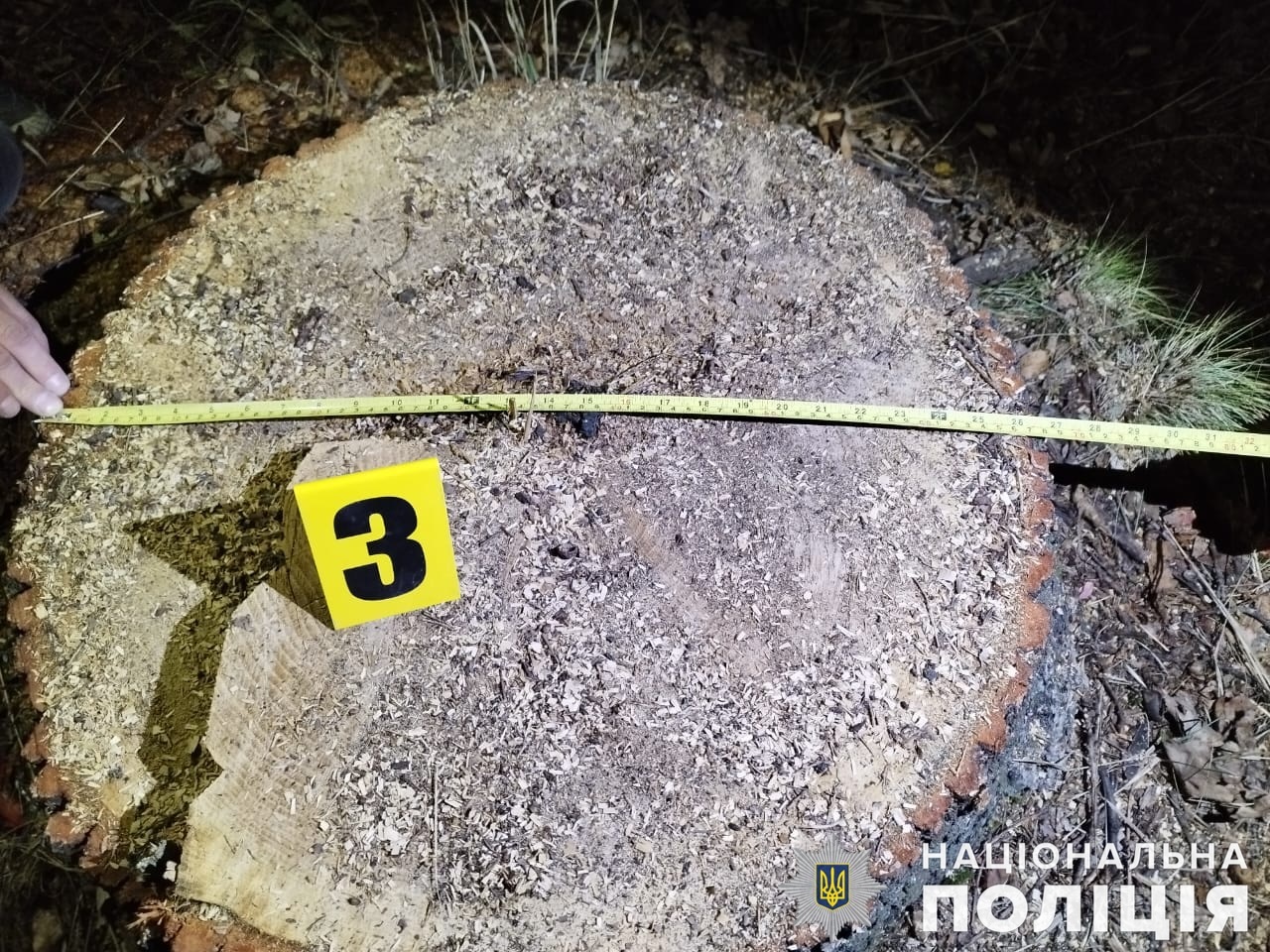 На Вознесенщині затримали пару “чорних лісорубів” – нарубали на мільйон (ФОТО)