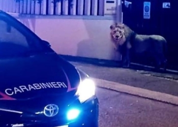 В Італії лев втік з цирку і блукав містом, його ледве впіймали (ВІДЕО)