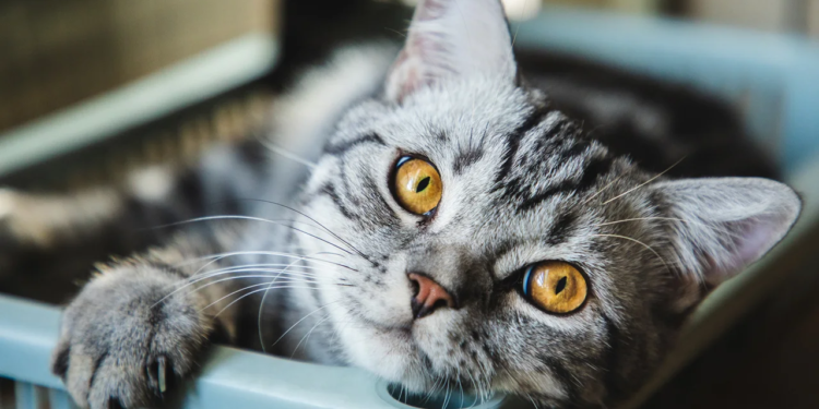 Коти мають 276 різних виразів обличчя, – вчені (ФОТО)