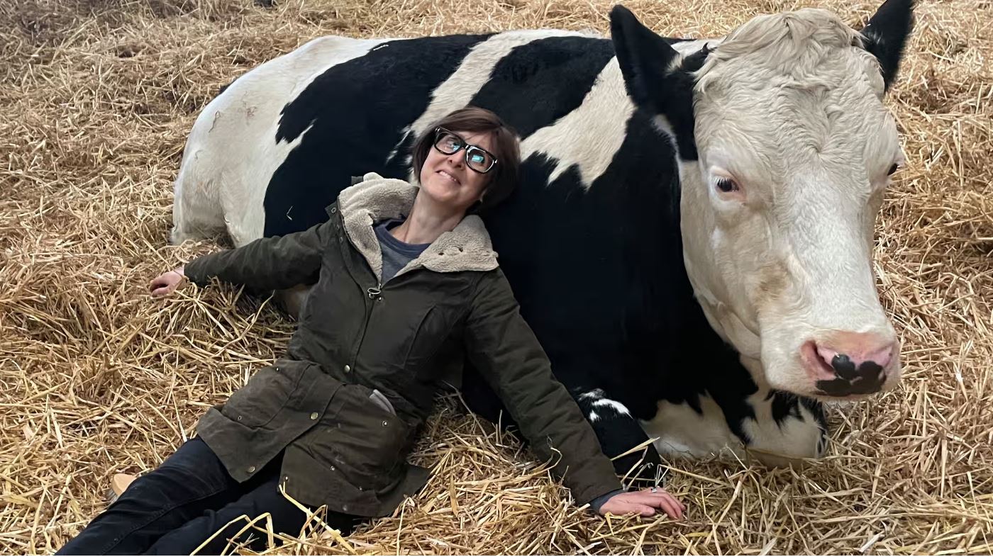 У Британії обійми з коровами рятують від стресу. Сеанс – 50 фунтів, квитки розлітаються миттєво (ВІДЕО) 
