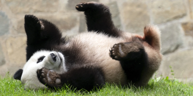 Пандова дипломатія. Після перемовин з Байденом Сі Цзіньпін пообіцяв прислати в США “нових панд”