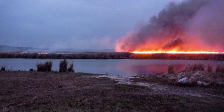 На Миколаївщині горить очерет – хтось навмисно підпалив