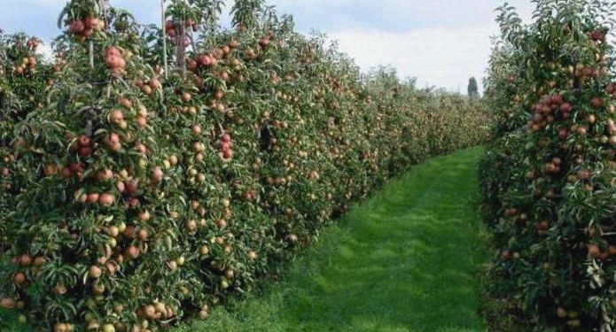 «Ви вже всі мали бути мільйонерами при такій собівартості.  Що ви робите?» – нідерландський консультант нашим садівника