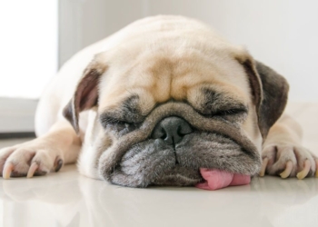 Як привчити собаку залишатися вдома на самоті – без виття, гавкання і псування майна (ФОТО)