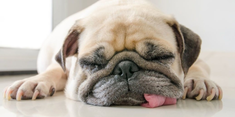 Як привчити собаку залишатися вдома на самоті – без виття, гавкання і псування майна (ФОТО)