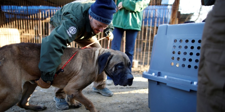 Південна Корея планує заборонити їсти собак. Але не зразу