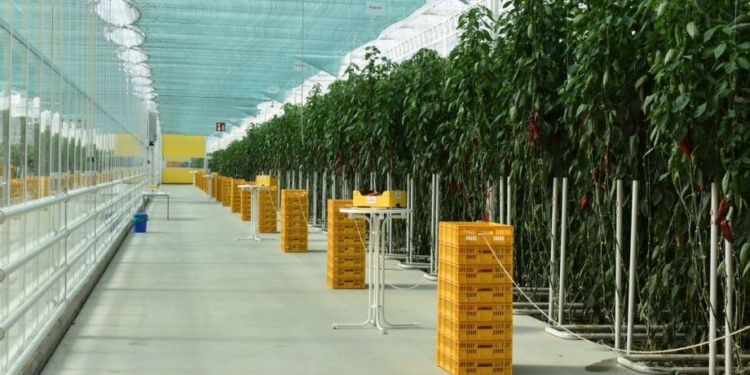 В Україні побудують першу геотермальну теплицю. В світі таких тільки декілька