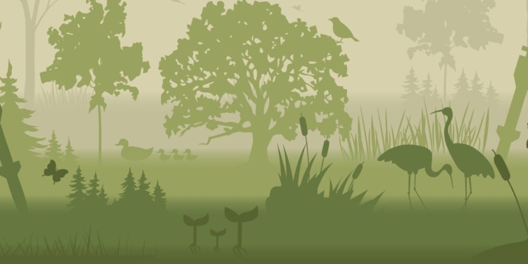 Понад 20% природоохоронних територій України уражені війною (ІНФОГРАФІКА)